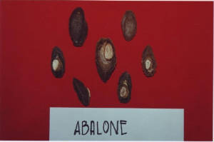 abalone.jpg