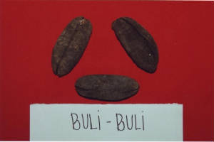 bulibuli.jpg