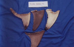 sharks_fins.jpg